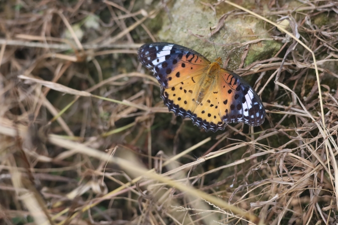 Longji VillageE (37)