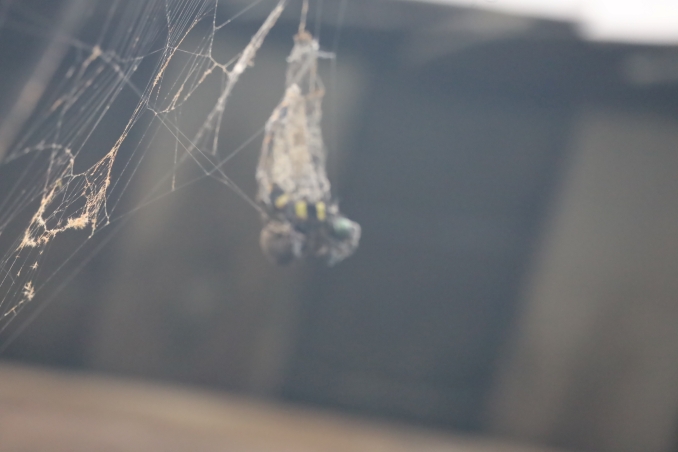 Longji VillageE (42)