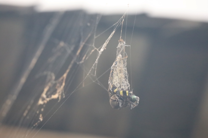 Longji VillageE (43)